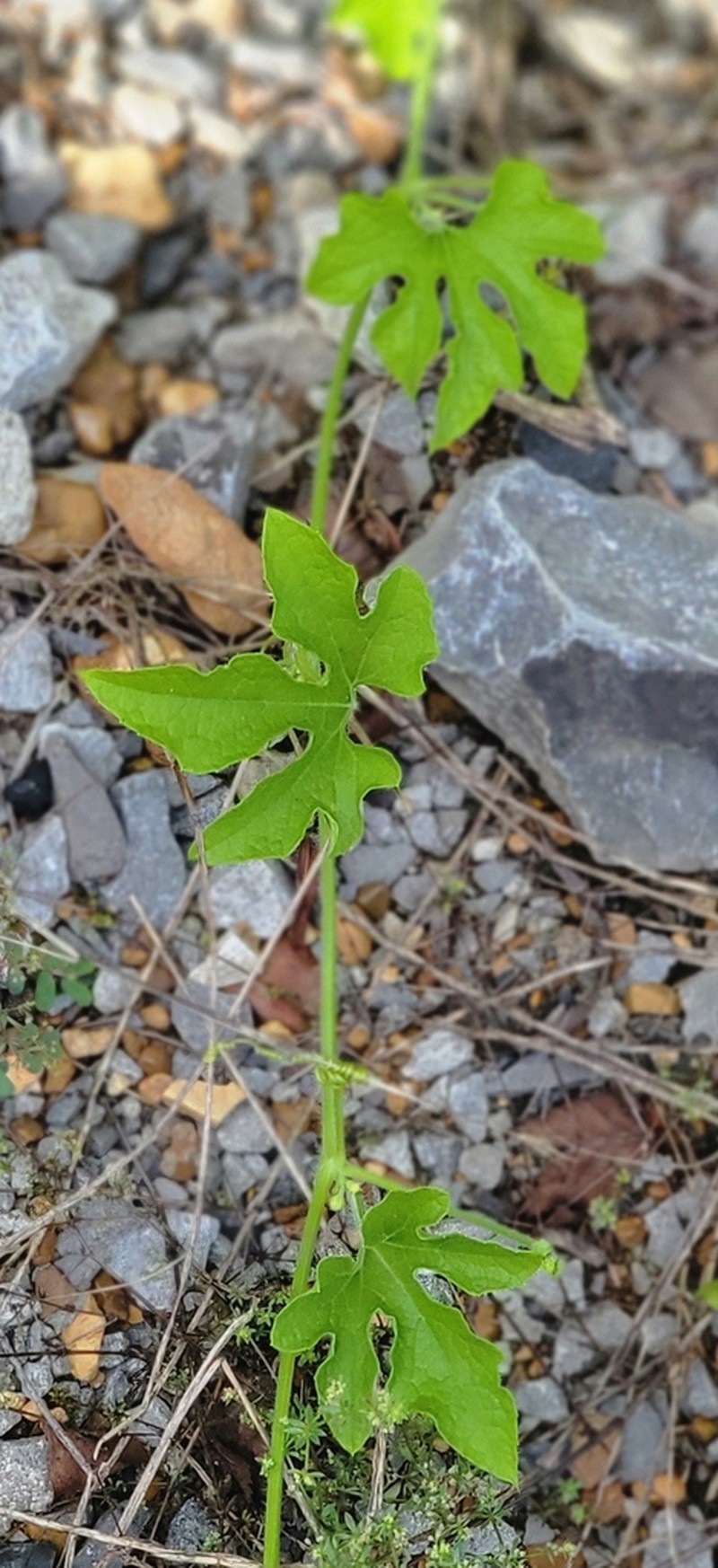 Fivelobe Cucumber photo 6