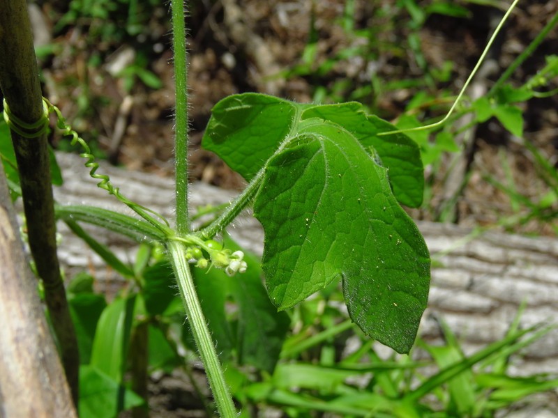Fivelobe Cucumber photo 7