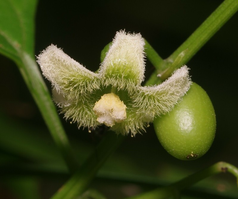 Mountain Melonleaf