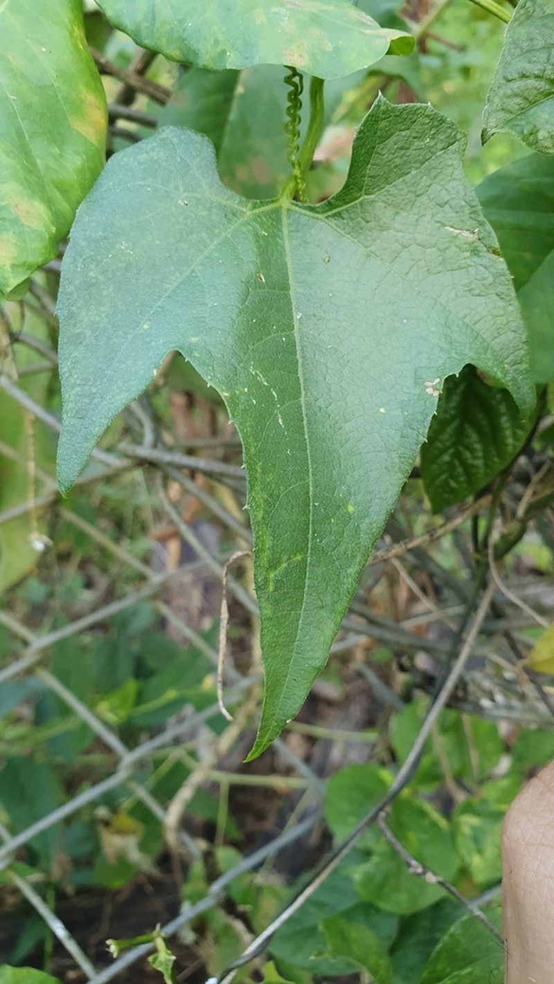Mountain Melonleaf photo 2