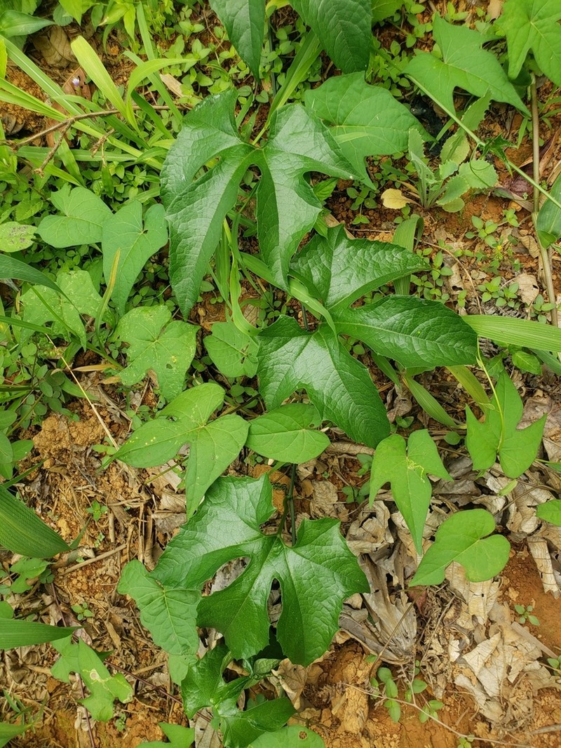 Mountain Melonleaf photo 3