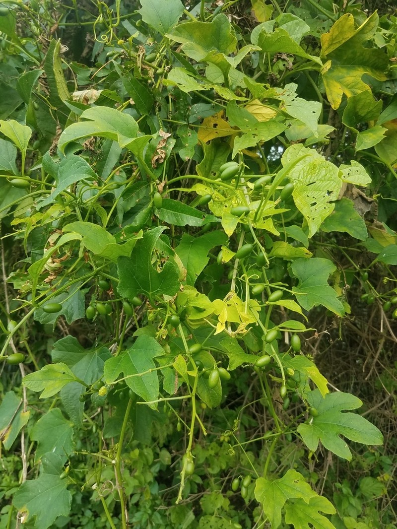 Mountain Melonleaf photo 4