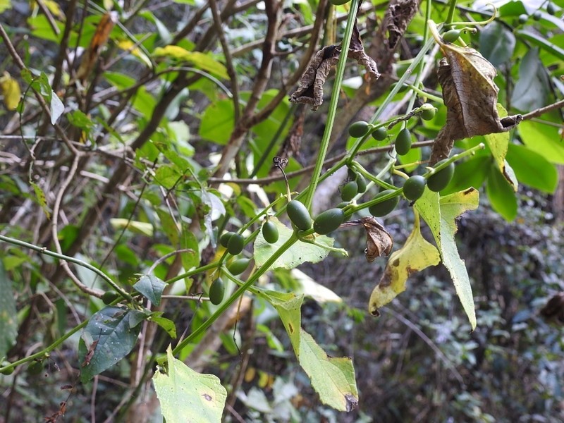 Mountain Melonleaf photo 5
