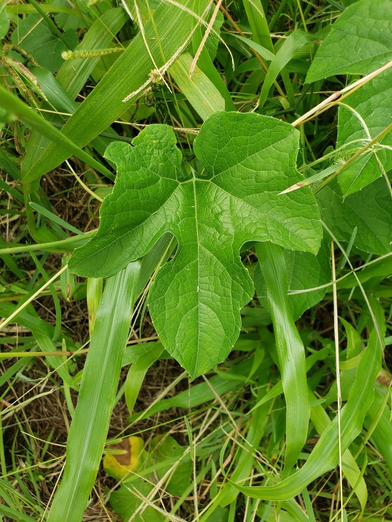 Mountain Melonleaf photo 6