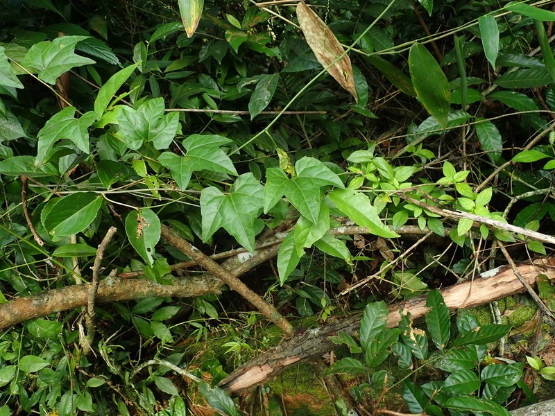 Mountain Melonleaf photo 8