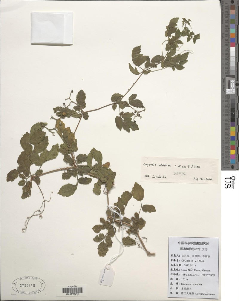 Cayratia cheniana