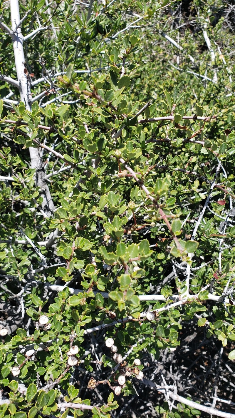 Ceanothus