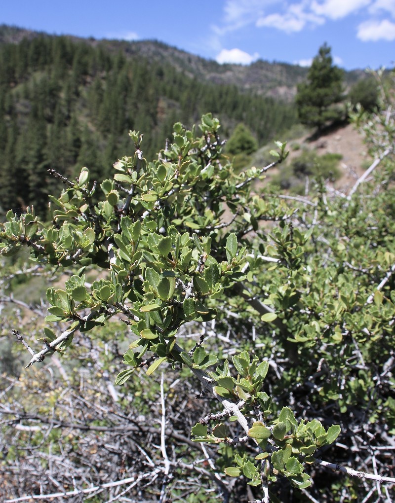 Ceanothus photo 2