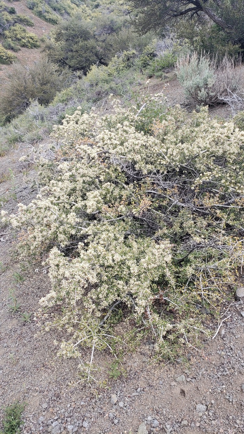 Ceanothus photo 3