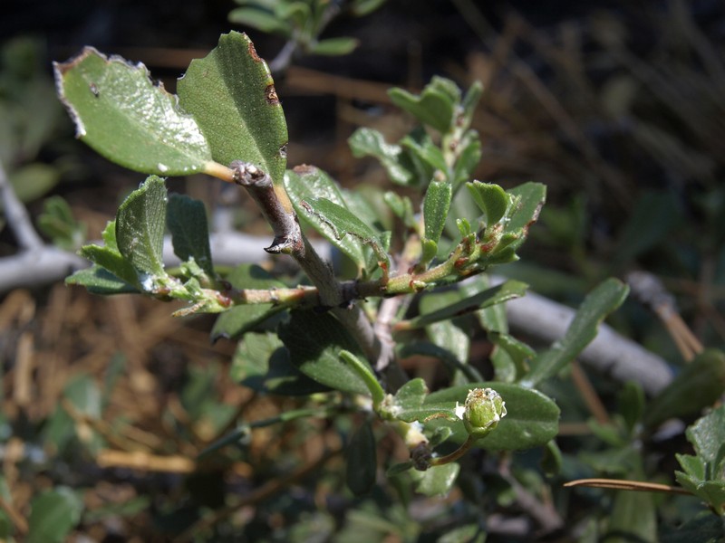 Ceanothus photo 4