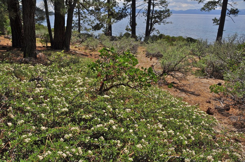 Ceanothus photo 5