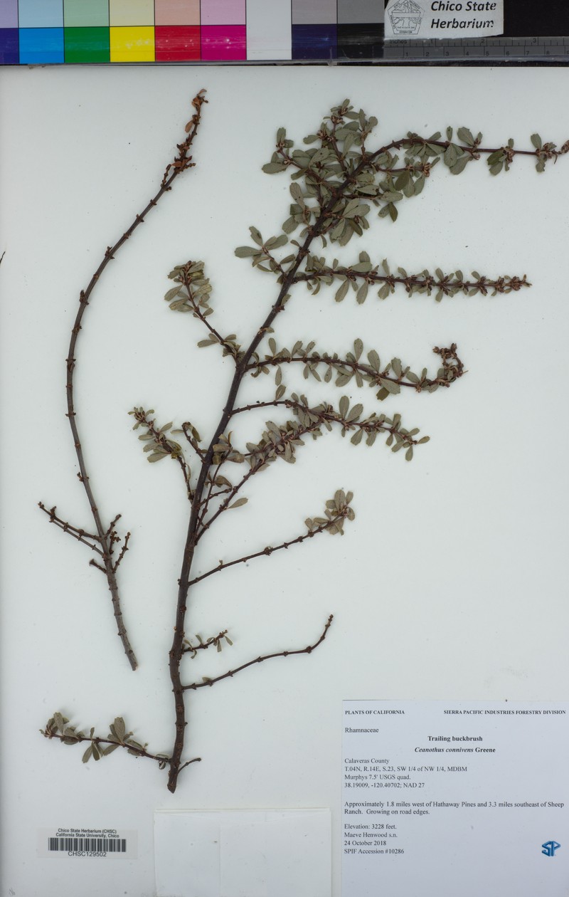 Trailing Buckbrush