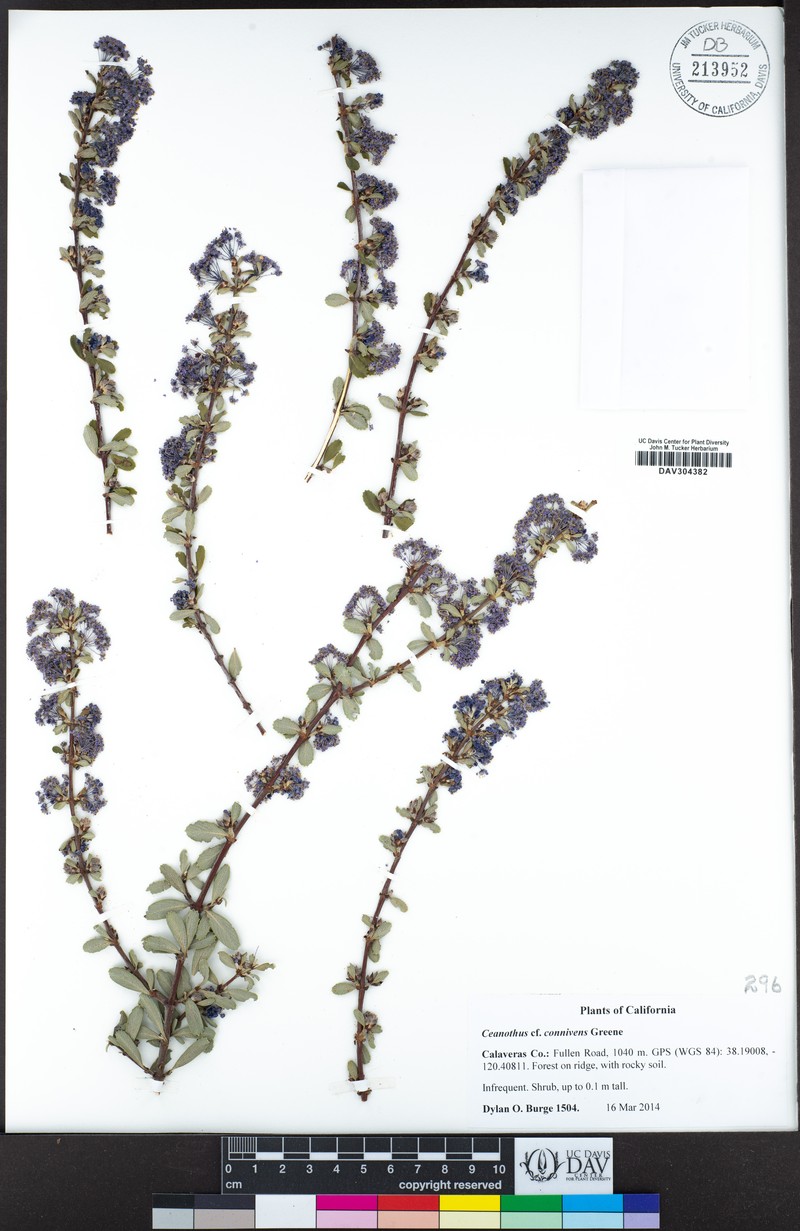 Trailing Buckbrush photo 2