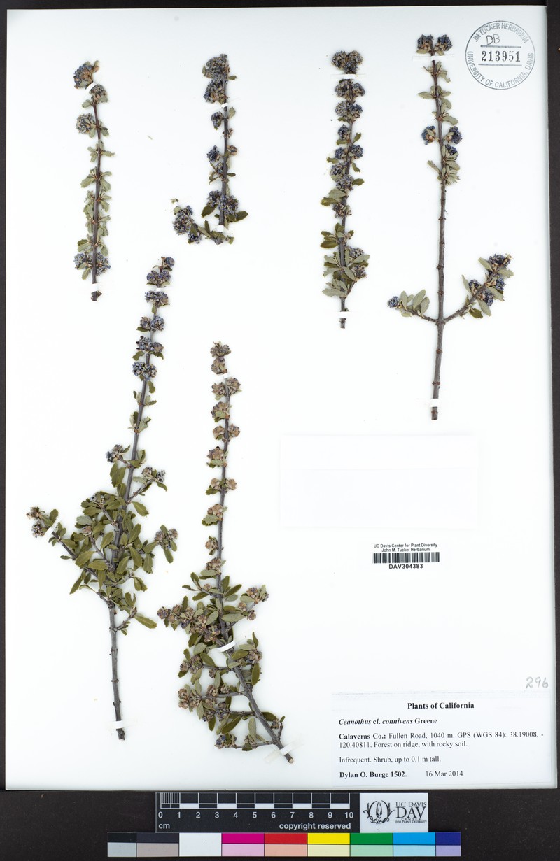 Trailing Buckbrush photo 3