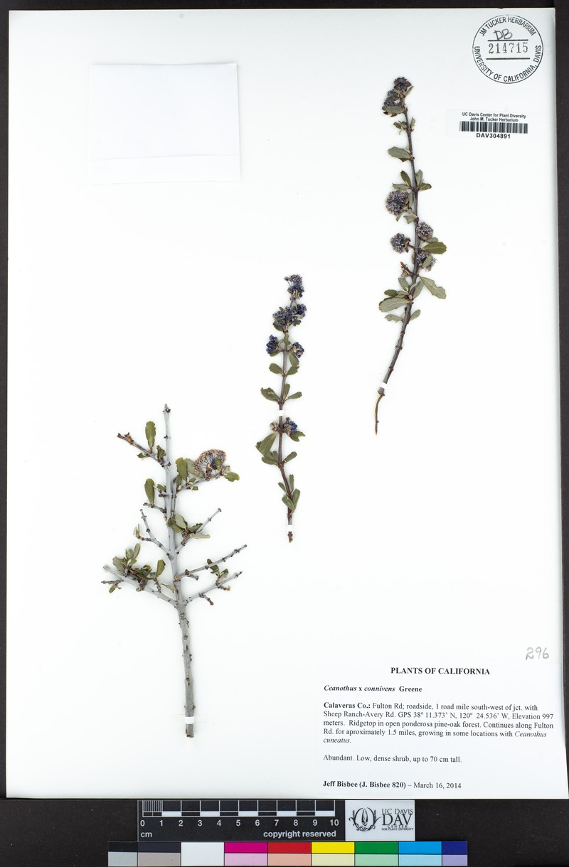 Trailing Buckbrush photo 4