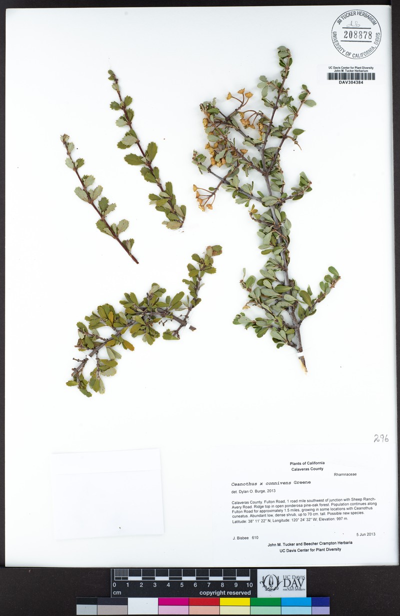 Trailing Buckbrush photo 5