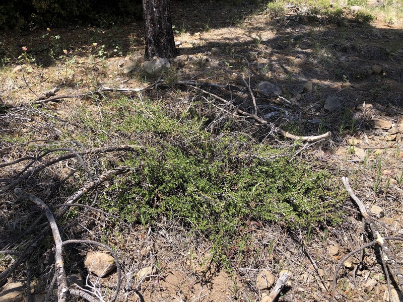 Flexible Ceanothus