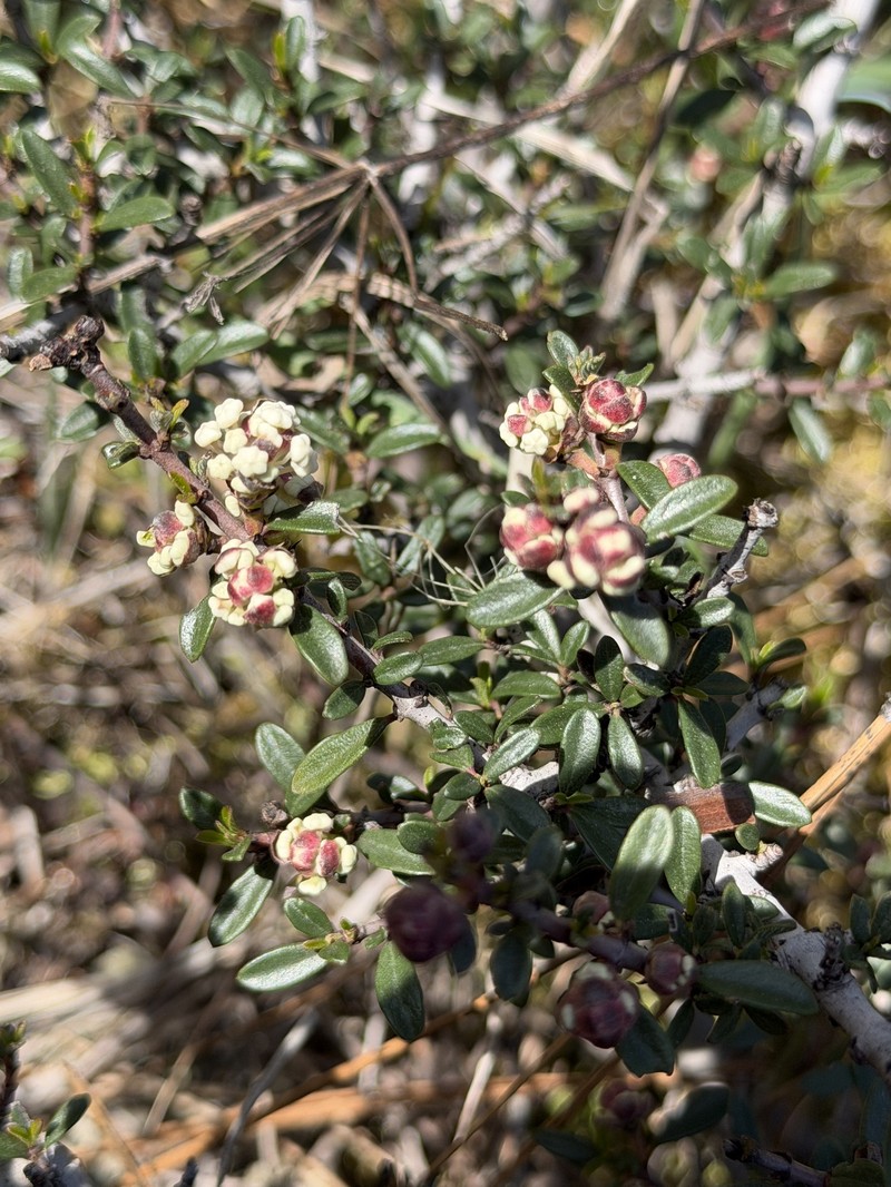 Ceanothus × humboldtensis