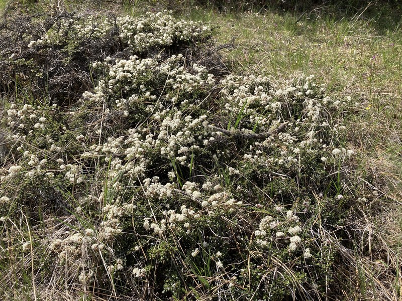 Ceanothus × humboldtensis photo 2