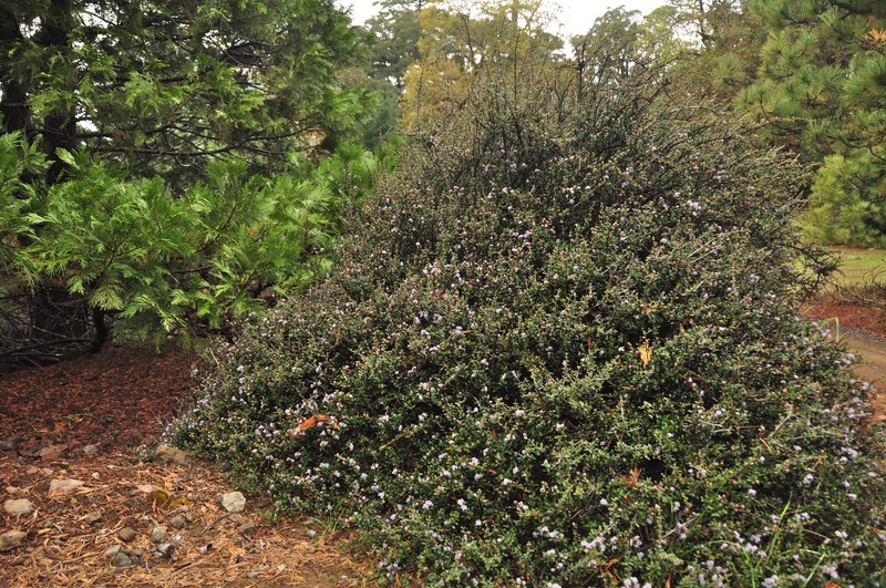 Ceanothus × humboldtensis photo 3