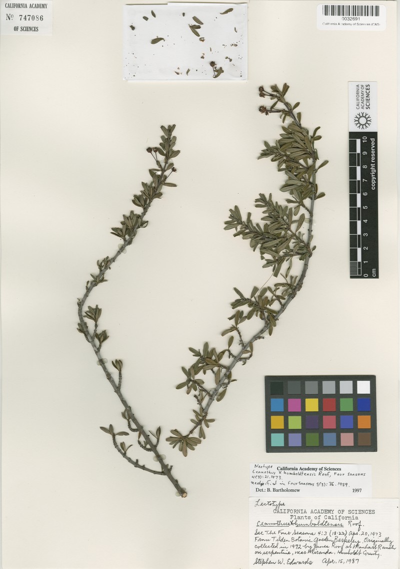 Ceanothus × humboldtensis photo 4