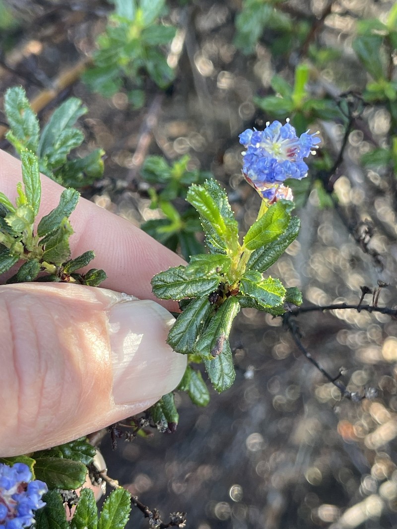 Ceanothus