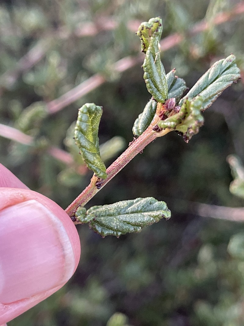 Ceanothus photo 3