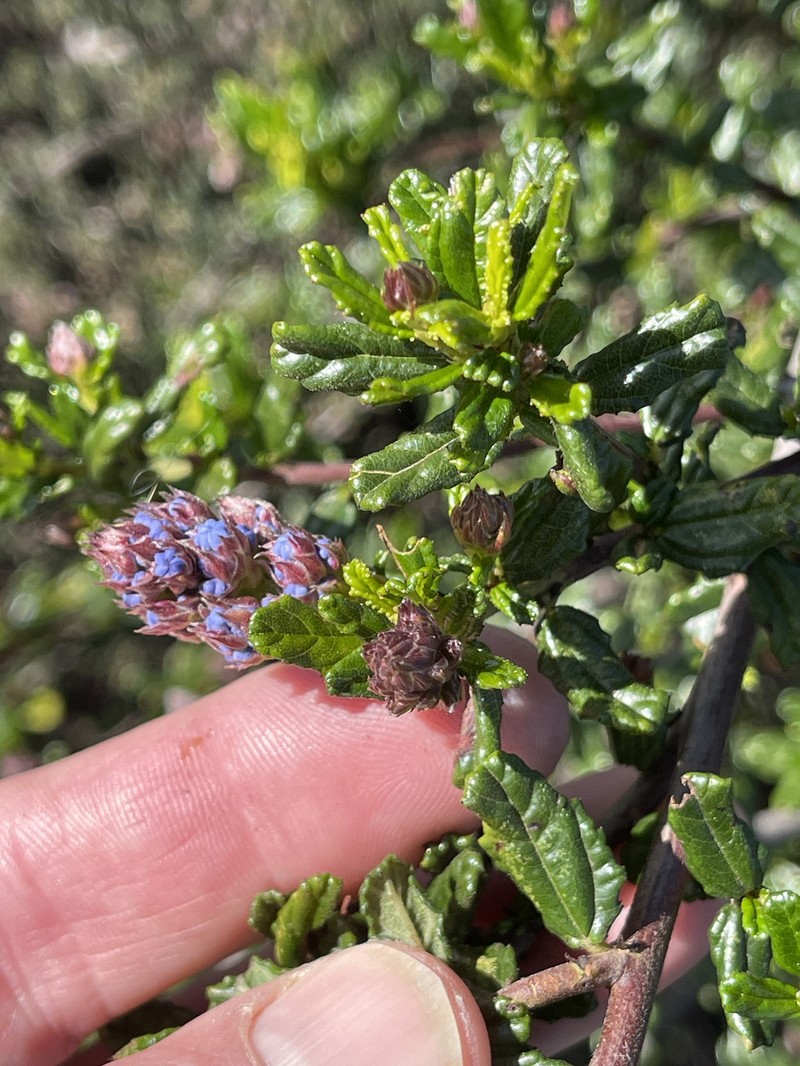Ceanothus photo 4