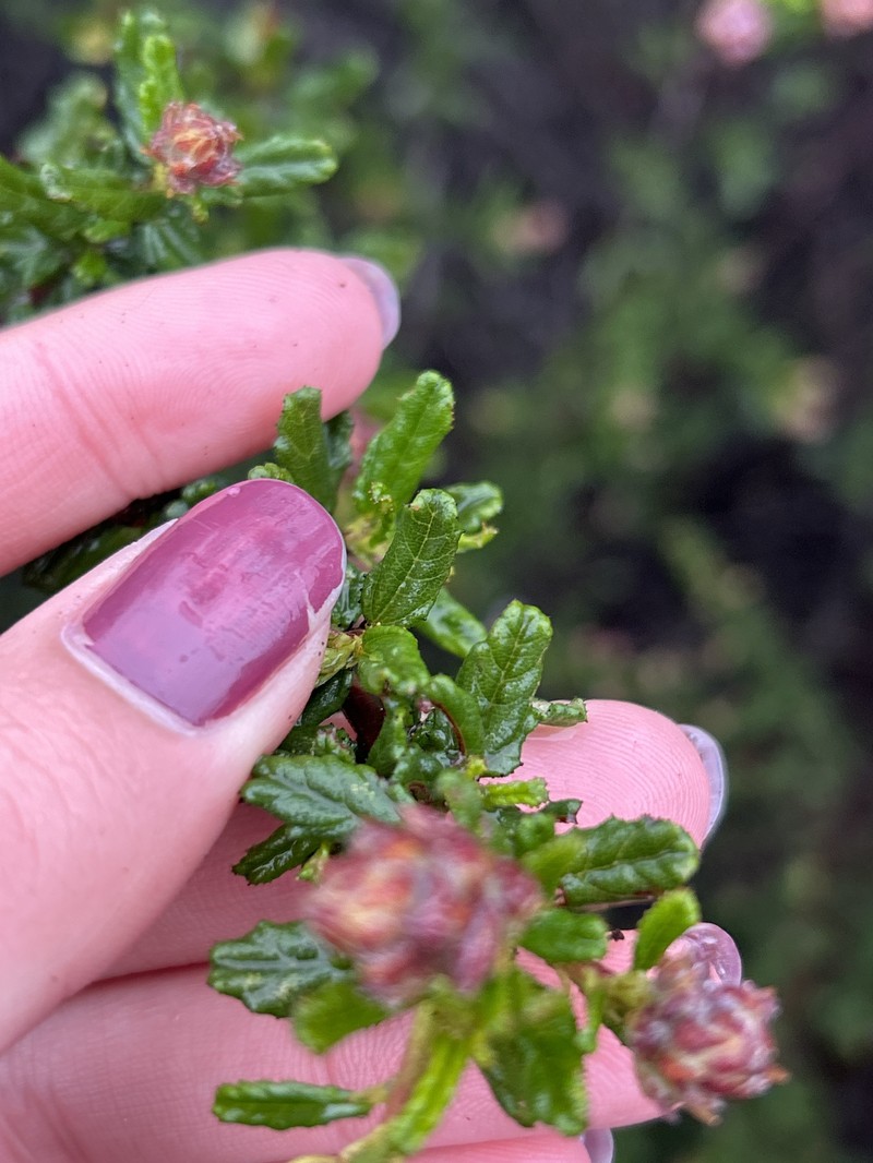 Ceanothus photo 5