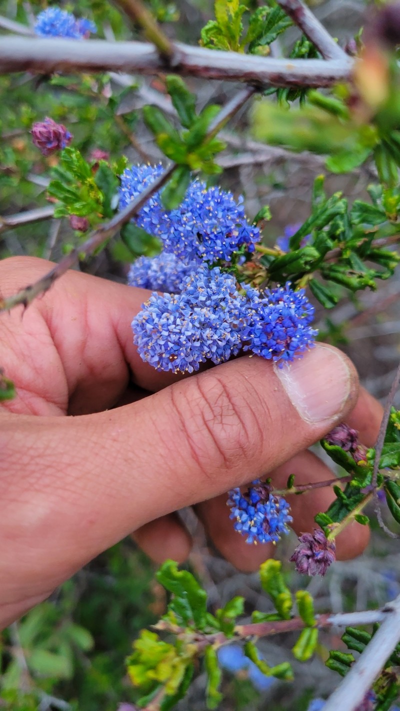 Ceanothus photo 6