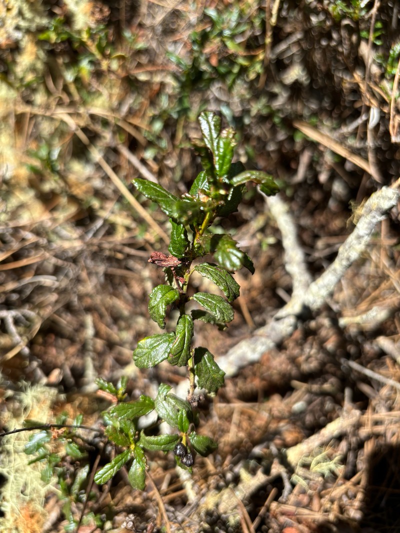 Ceanothus photo 7