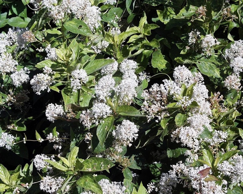 Ceanothus