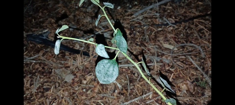 Ceanothus