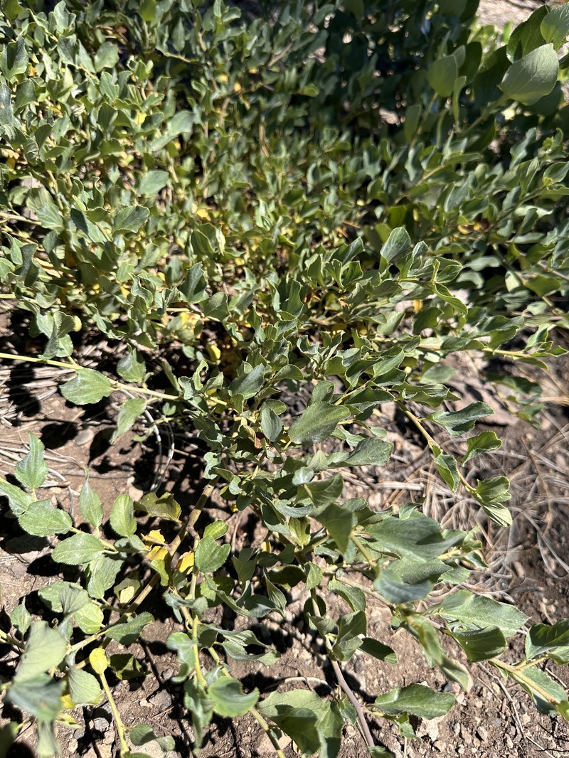Ceanothus photo 2