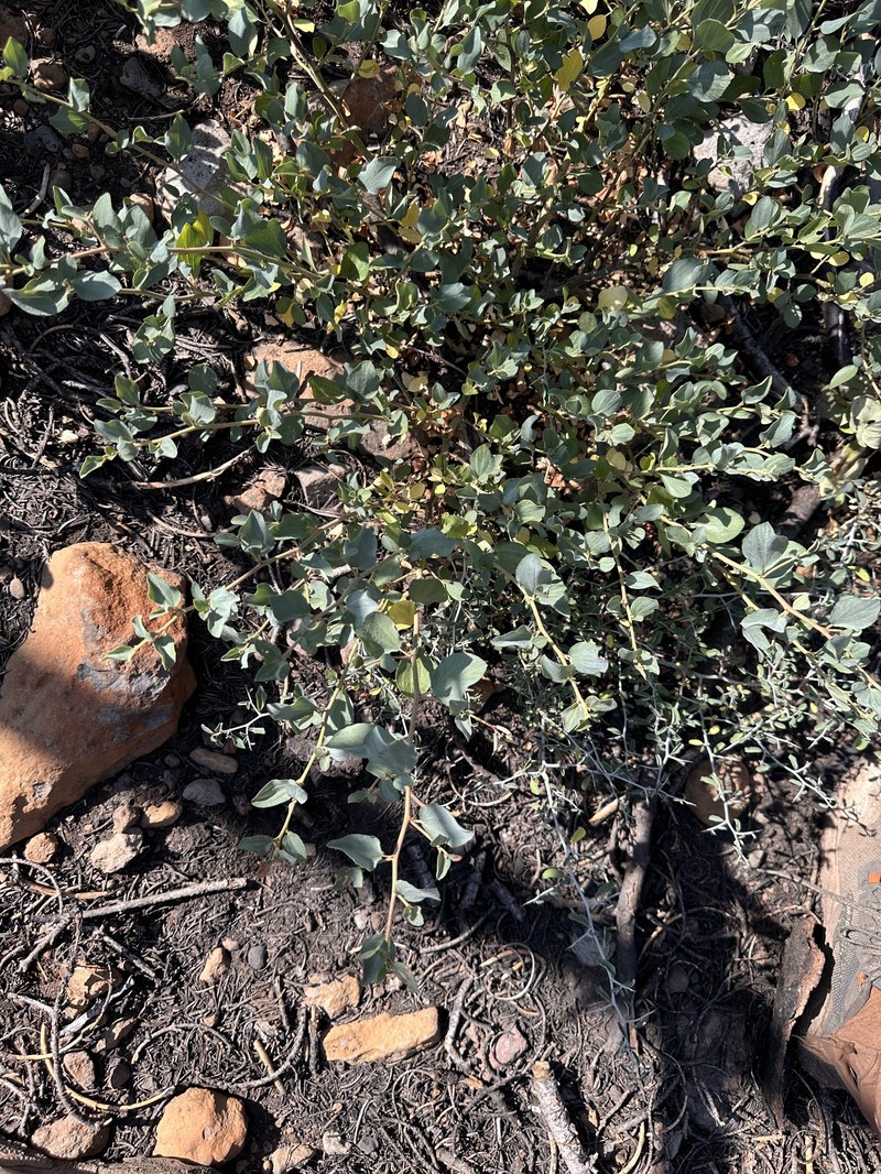 Ceanothus photo 3