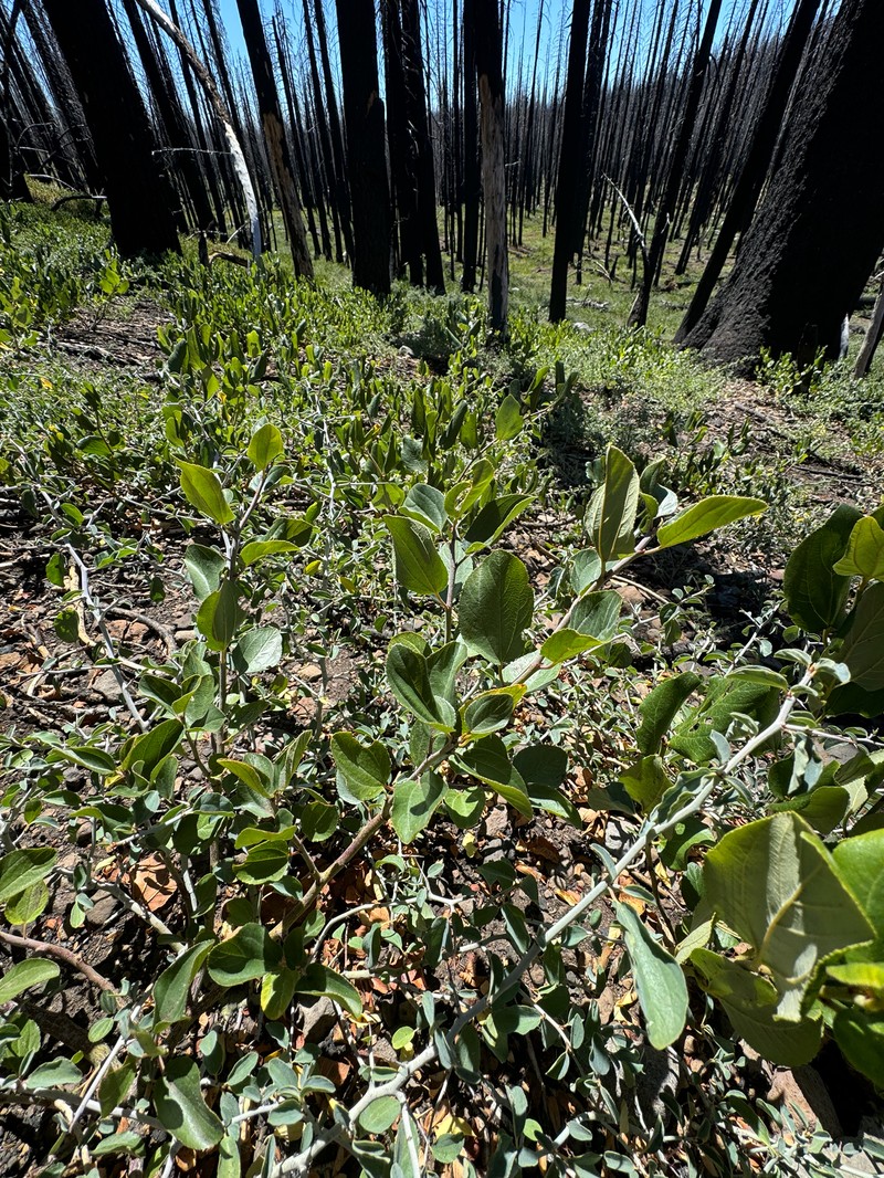Ceanothus photo 5