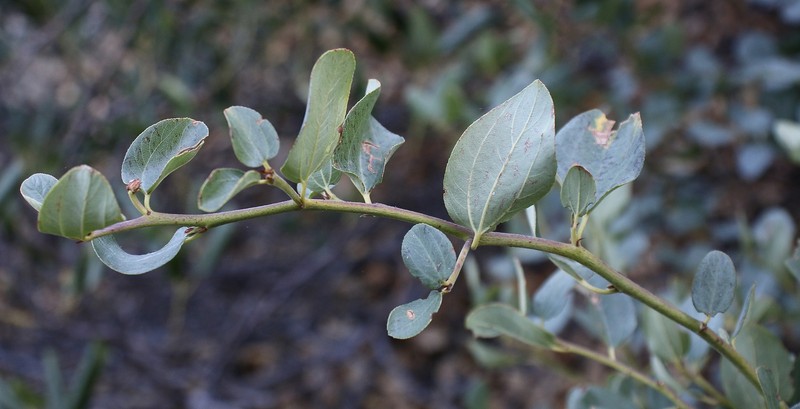 Ceanothus photo 6