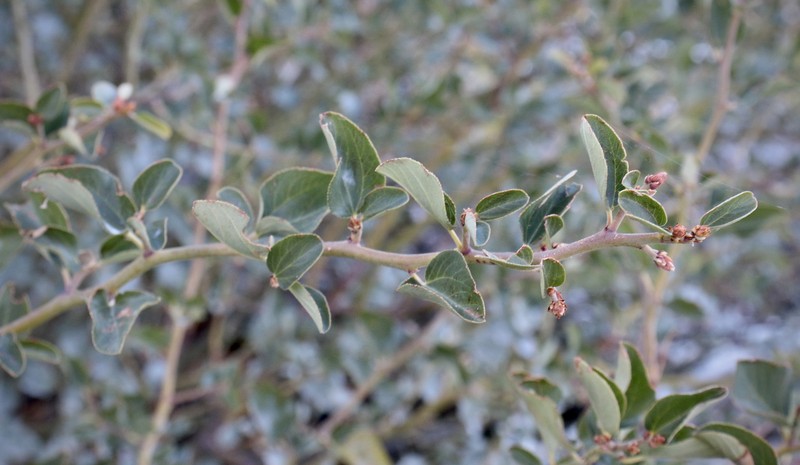 Ceanothus photo 7