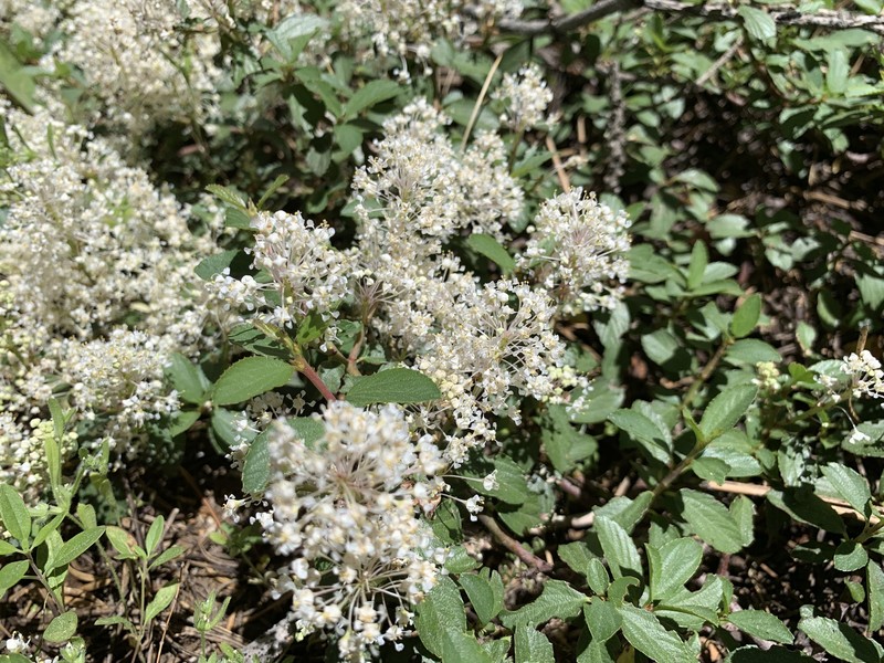Ceanothus photo 8