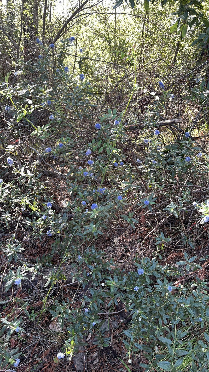 Ceanothus × regius photo 2