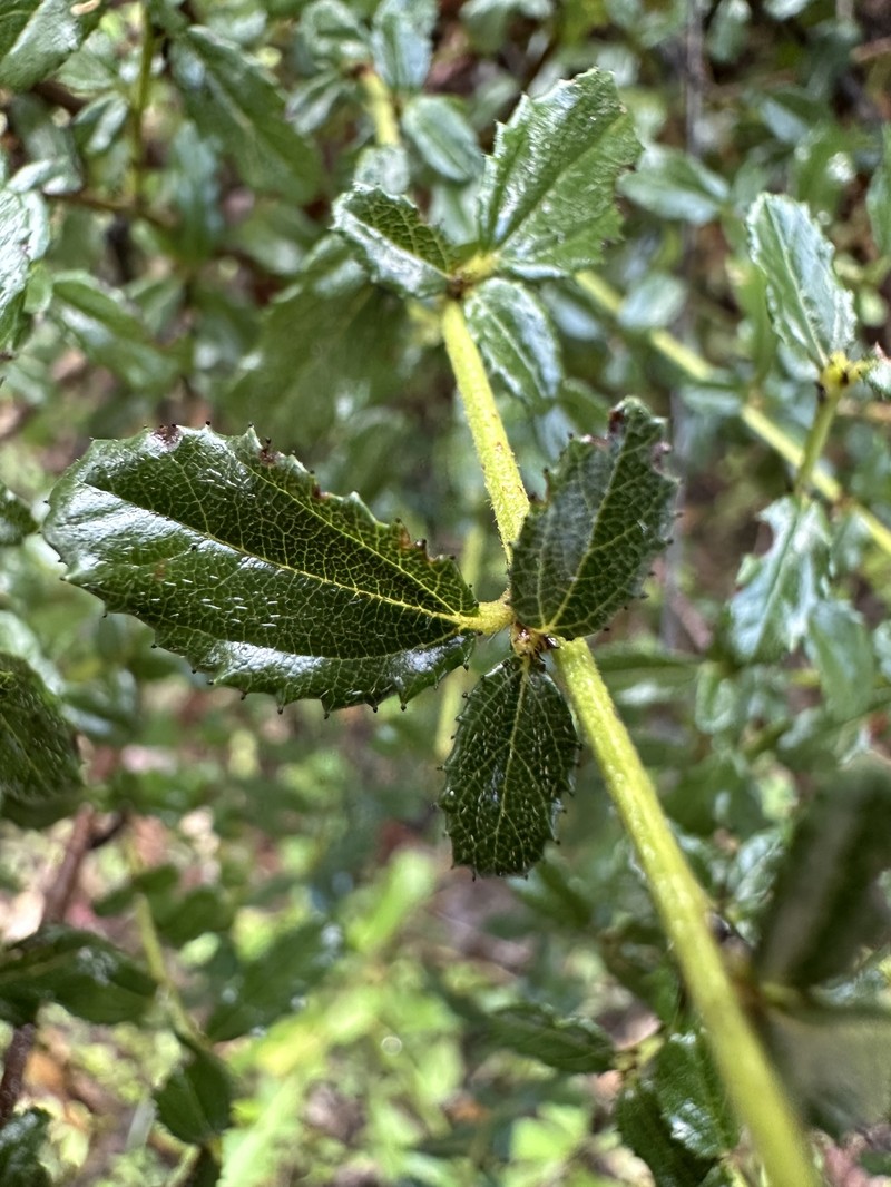 Ceanothus × regius photo 4