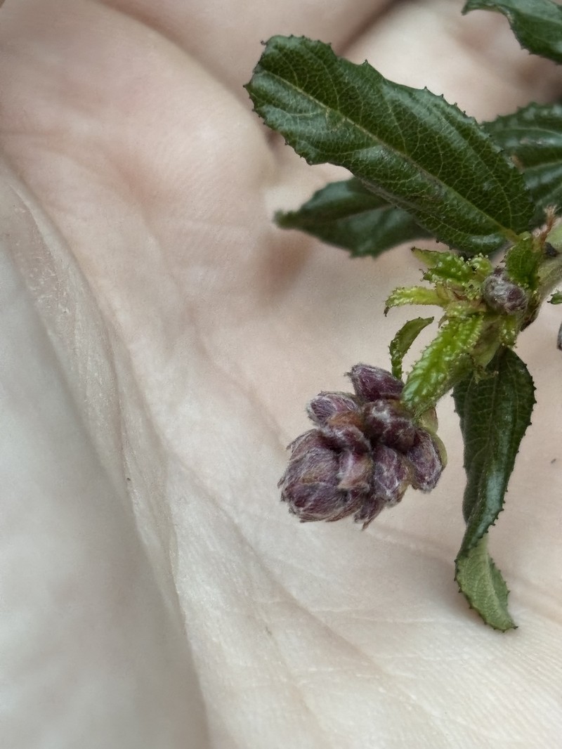 Ceanothus × regius photo 5