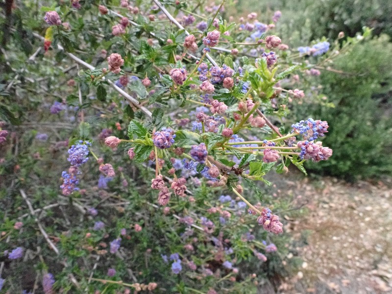 Ceanothus × regius photo 6