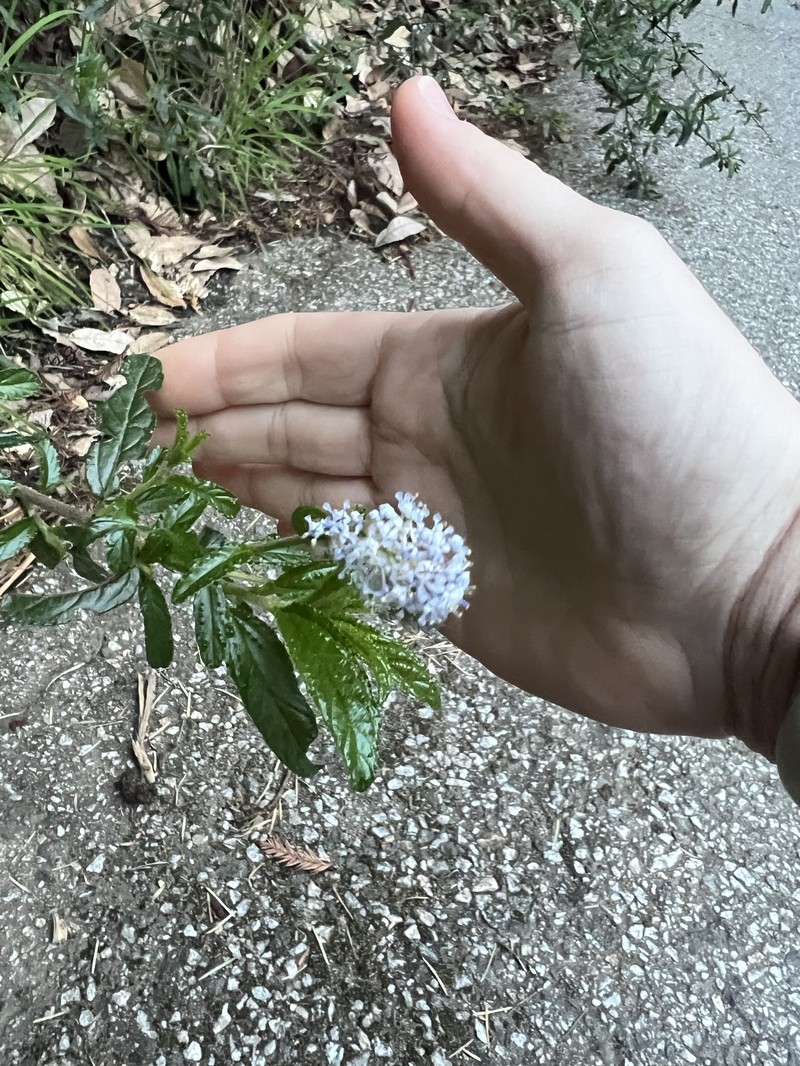 Ceanothus × regius photo 7