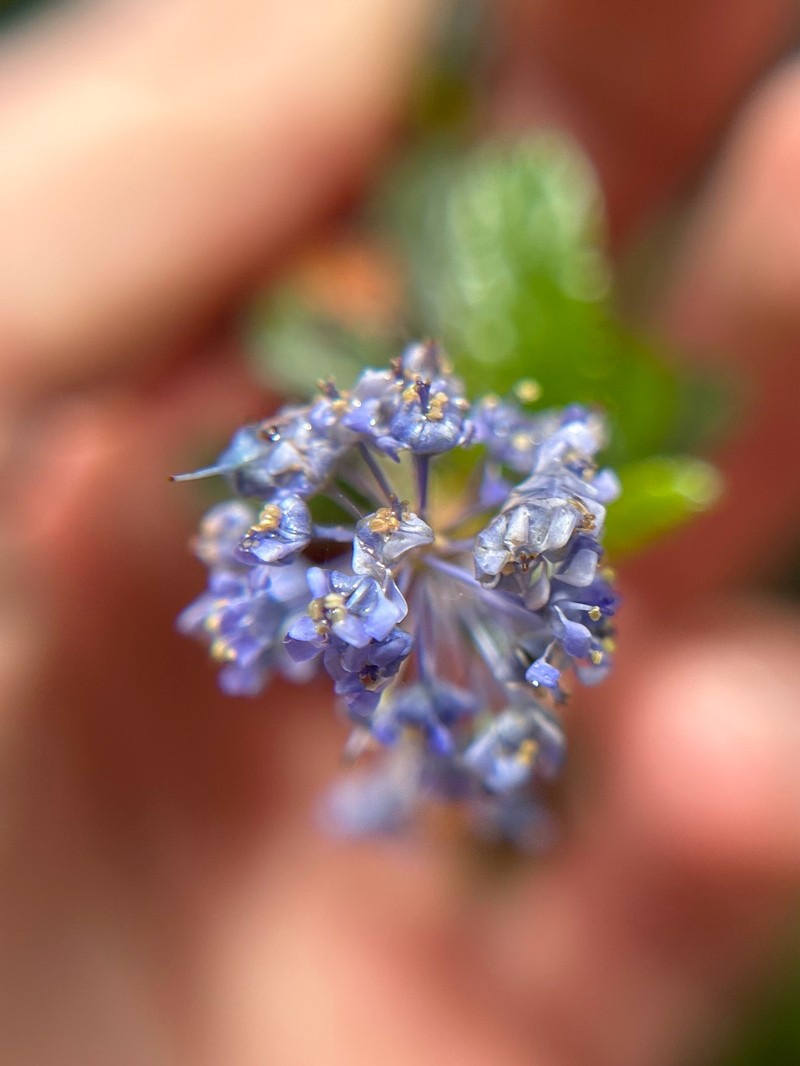 Ceanothus × regius photo 8