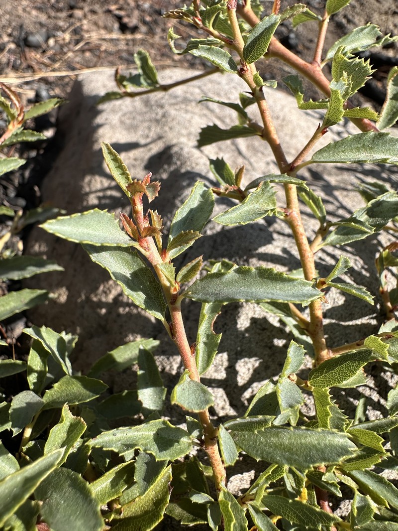 Cascade Lake Ceanothus