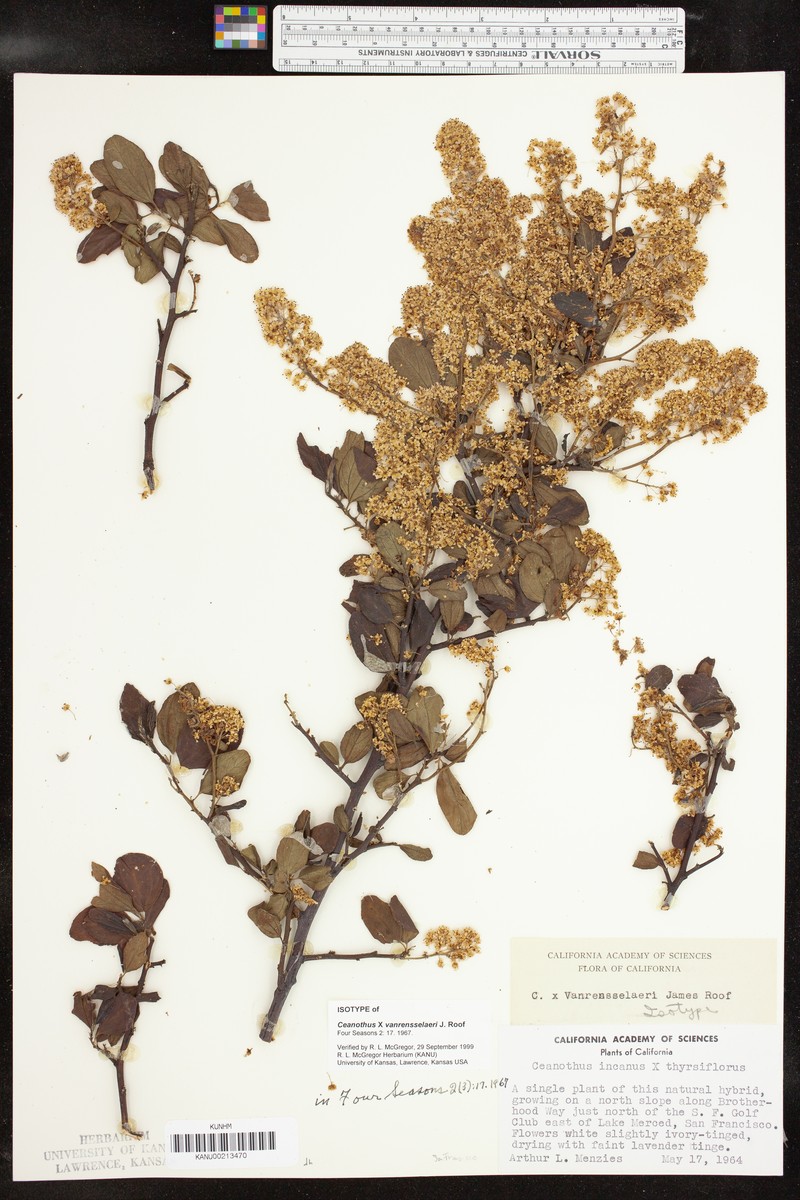 Ceanothus
