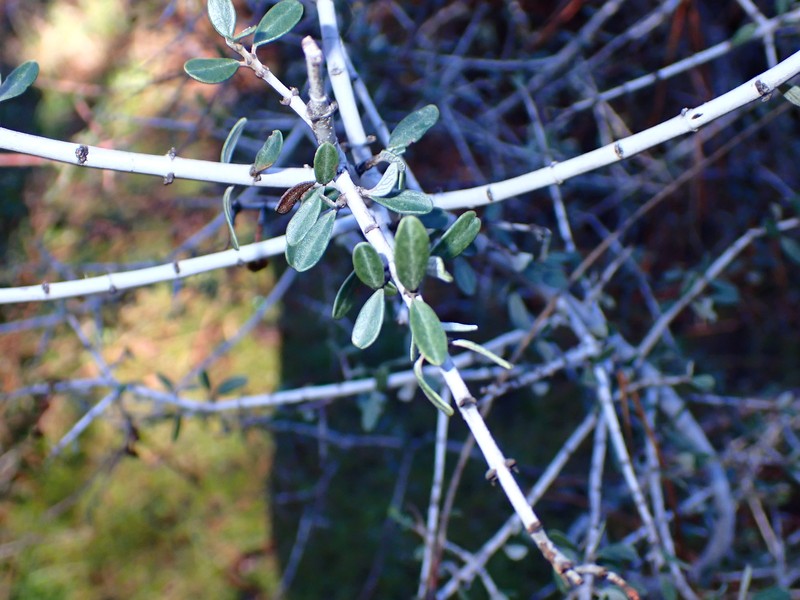 Ceanothus