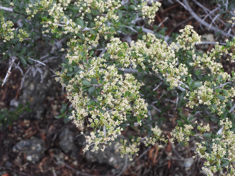 Ceanothus photo 2