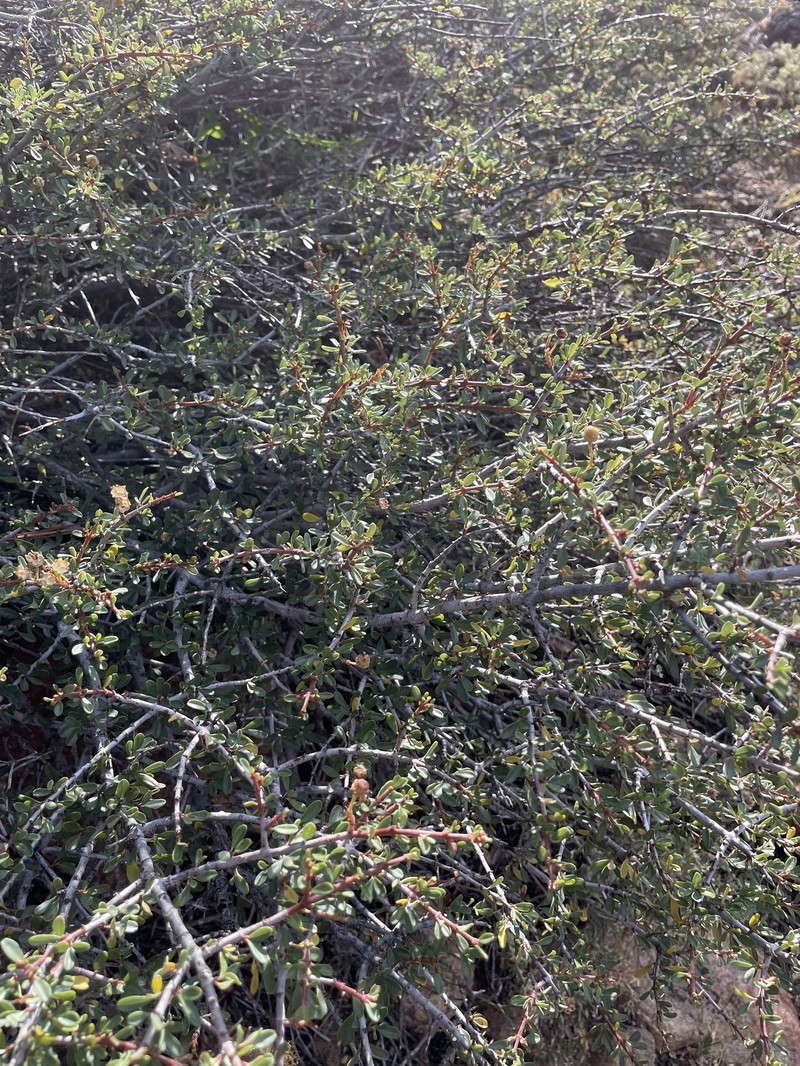 Ceanothus photo 3